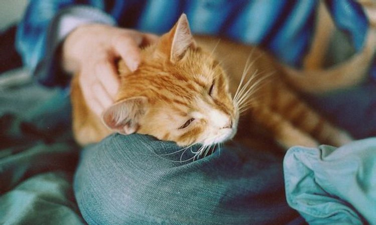 Кошки помощники человека