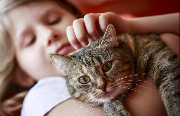 Медицинская кошка