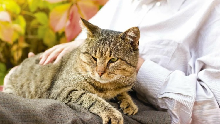 Вакцинирование кошек