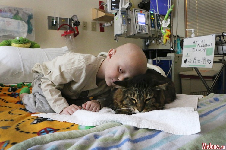 Кошка с больным человеком