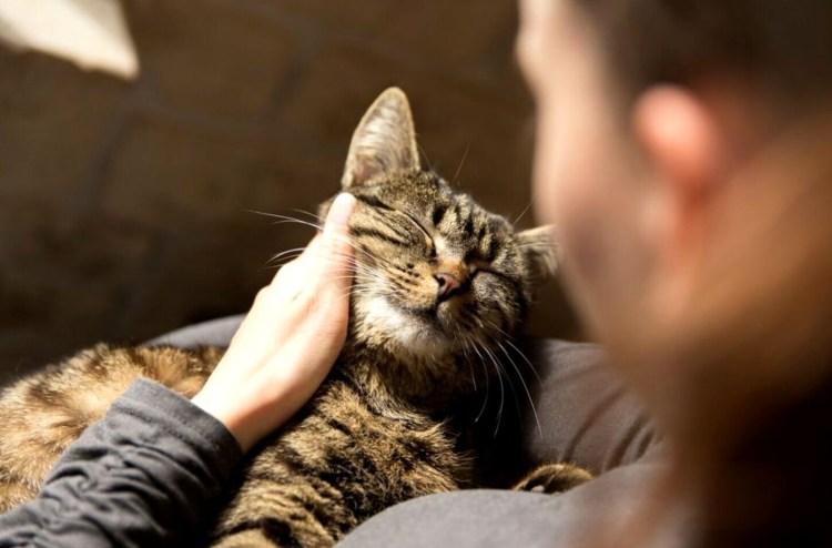 Соседи выучили уроки собака пересказала