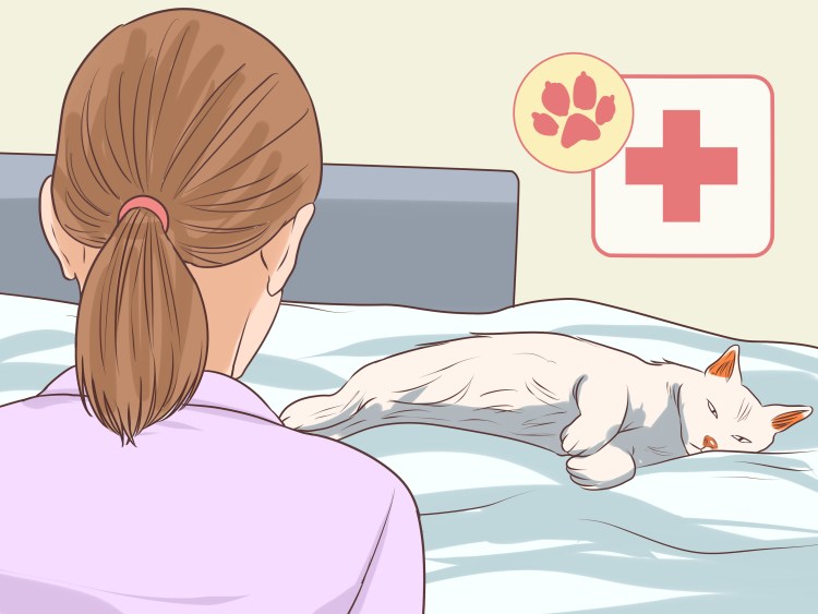 Кошка доктор