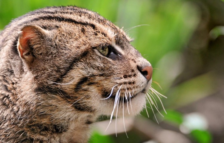 Кавказский камышовый кот