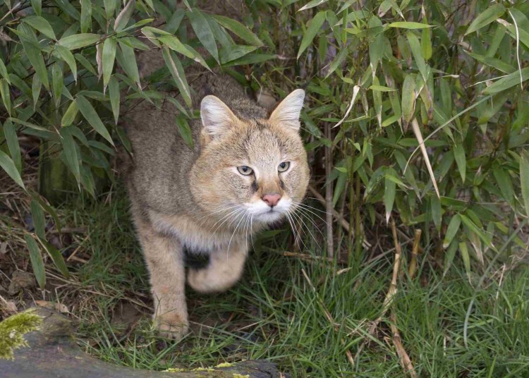 Туркестанский камышовый кот