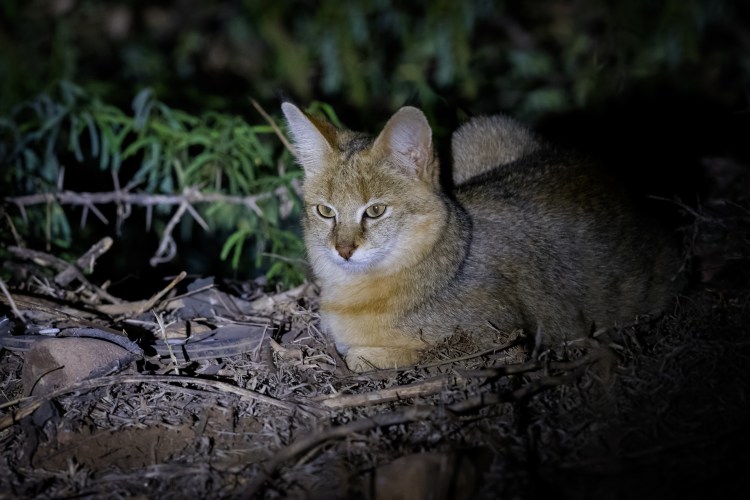 Камышовый кот (Болотная Рысь)