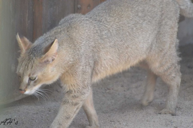 Тайский камышовый кот