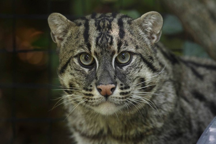 Кавказский камышовый кот