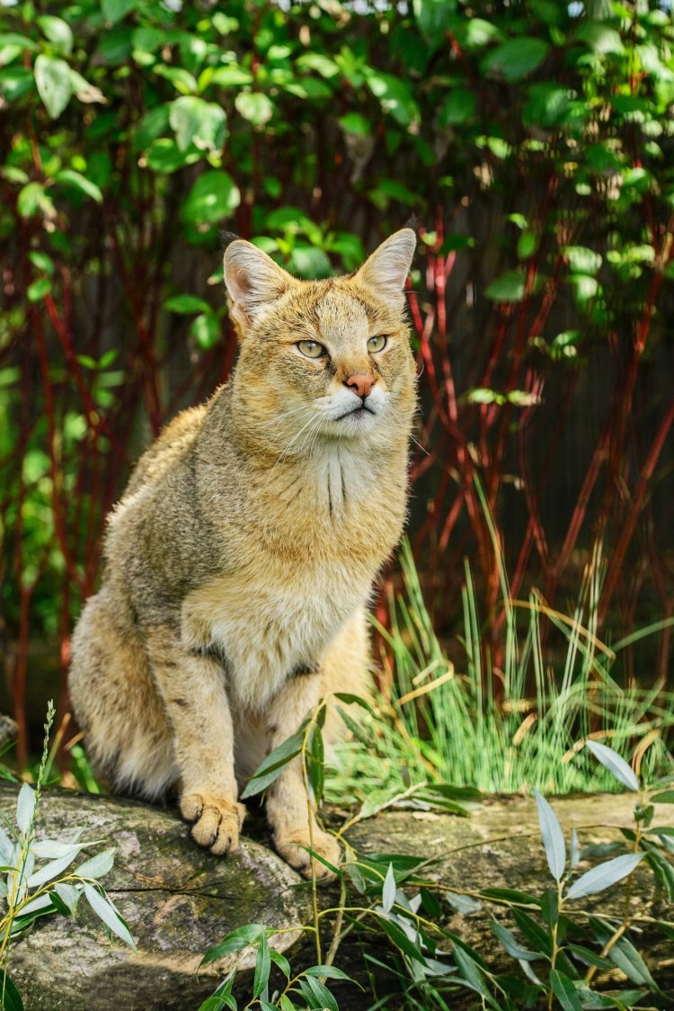 Камышовый кот