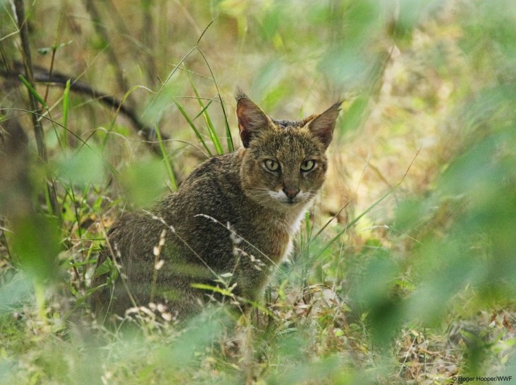 Дикие кошки Казахстана