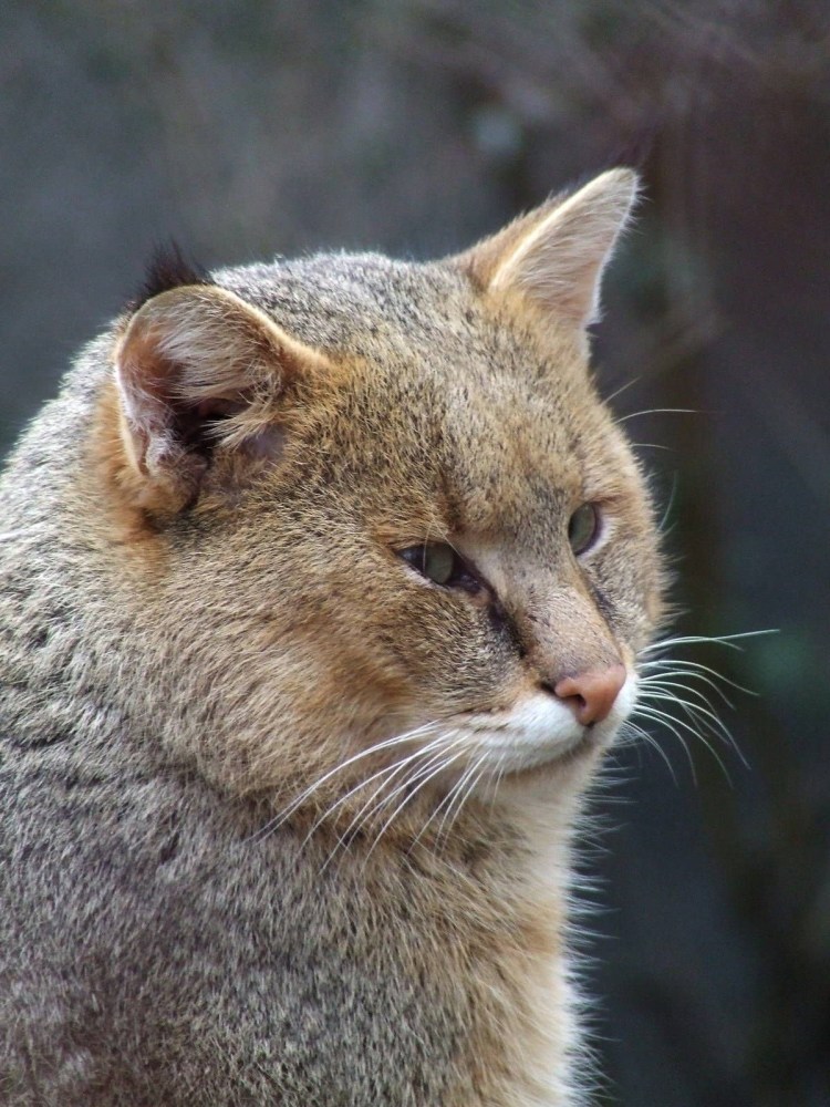 Камышовый кот (Болотная Рысь)