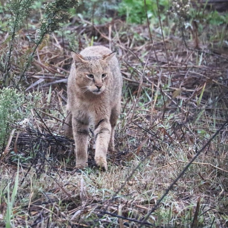 Камышовый кот Хаус