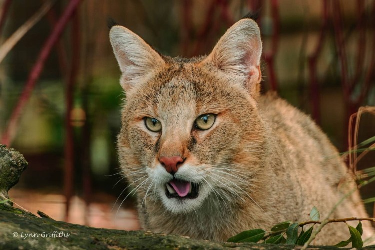Камышовый кот в Египте