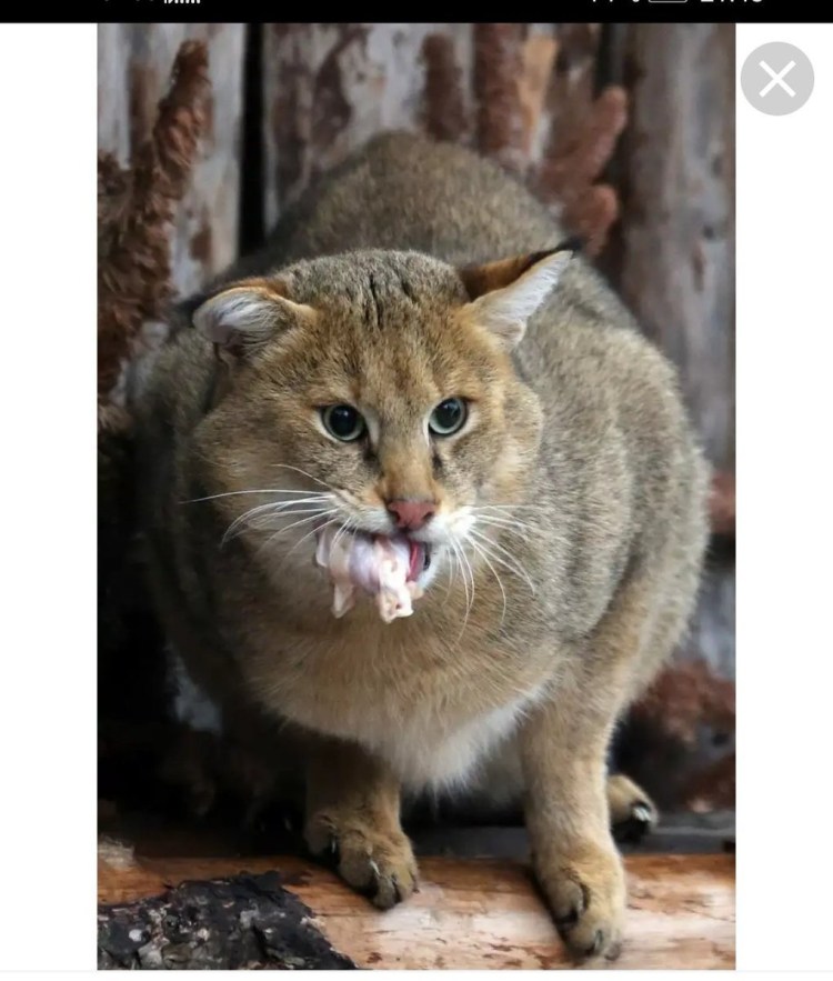 Камышовый кот Хаус Болотная Рысь