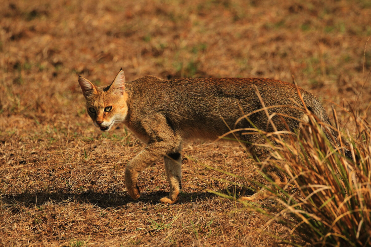 Камышовый кот (Болотная Рысь)