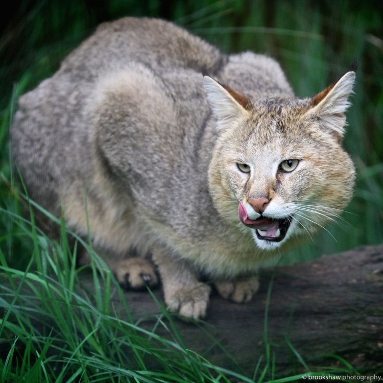 Кавказский камышовый кот