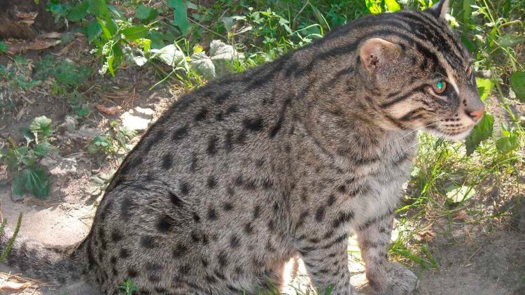 Камышовый кот Felis Chaus