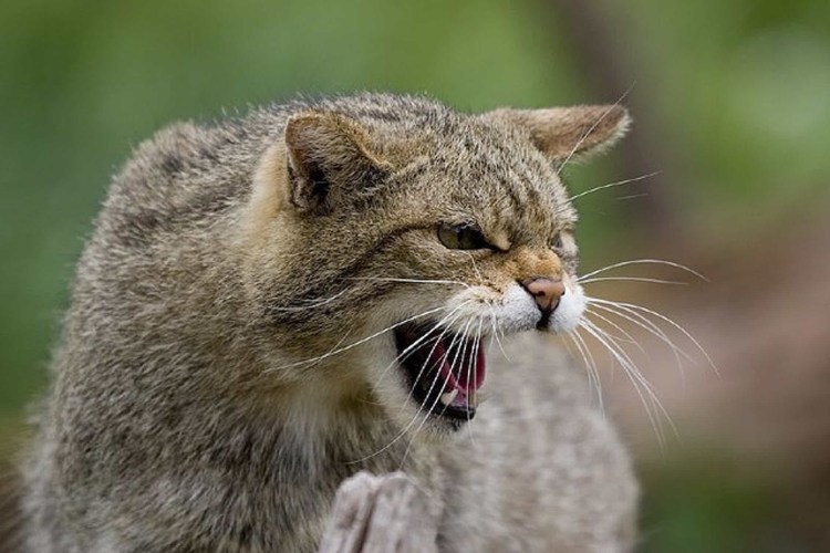 Камышовый кот Астрахань