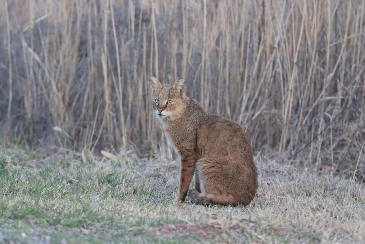 Кавказский камышовый кот Ставропольского края