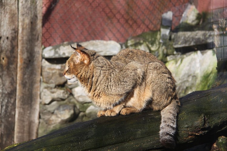 Хаус, или камышовый кот, Felis Chaus guld. Википедия
