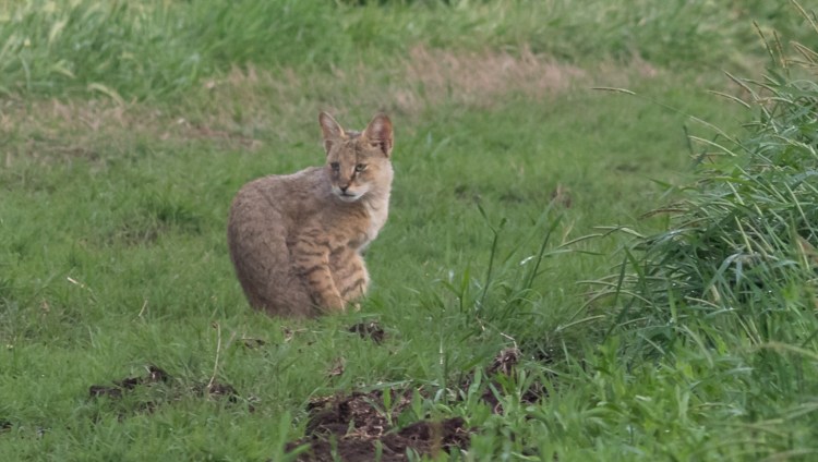 Дальневосточный кот рыболов