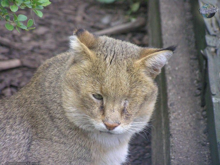 Камышовый кот (Болотная Рысь)