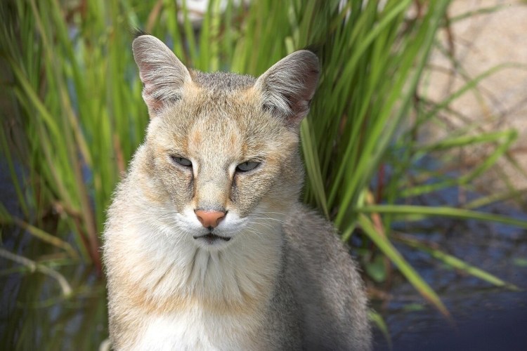 Камышовый кот Хаус