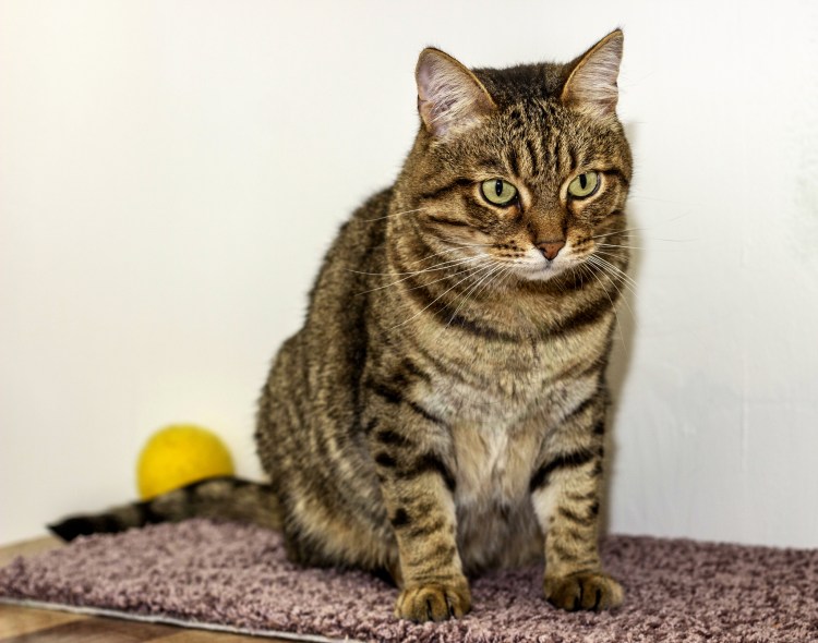 Камышовый кот Хаус