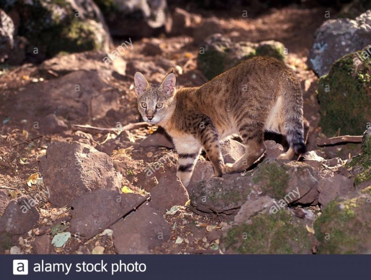 Дикий Астраханский камышовый кот