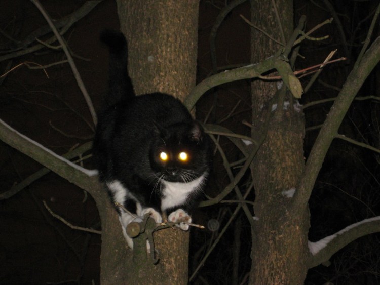 Человек с глазами кошки