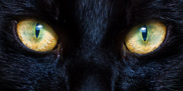 Как видят кошки