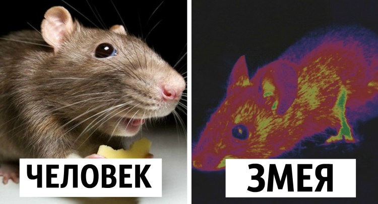 Какое зрение у мышей