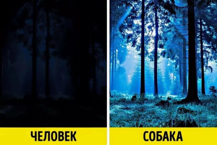 Взгляд кошек на мир