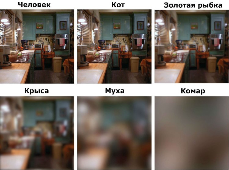 Кошка с горящими глазами