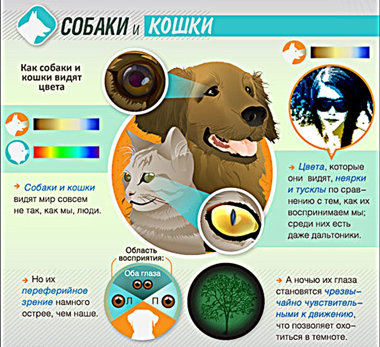 Кот со светящимися глазами