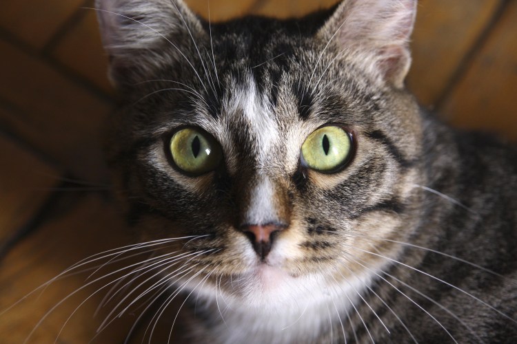 Кошка со светящимися глазами