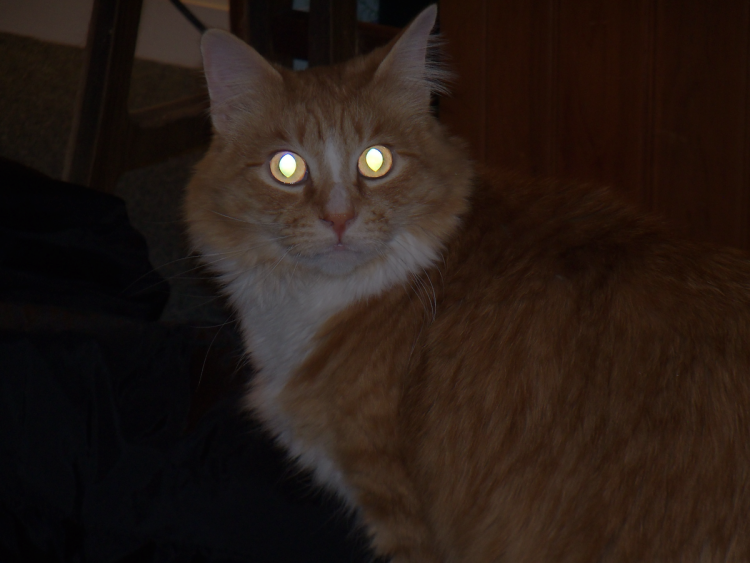 Страшный кот в темноте