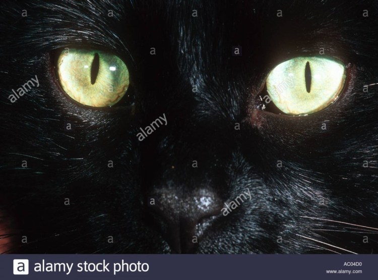 Какое зрение у котенка