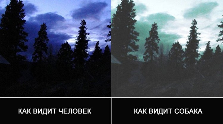 Кошачий глаз