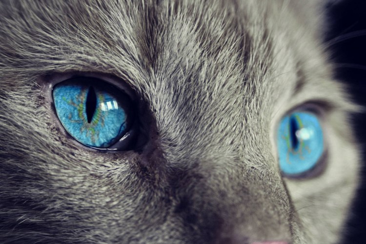 Глаза кошки