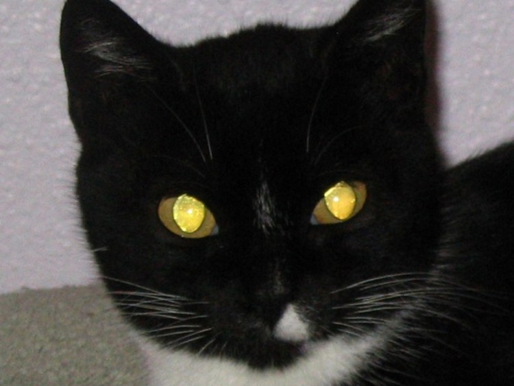 Светящиеся глаза кошки в темноте
