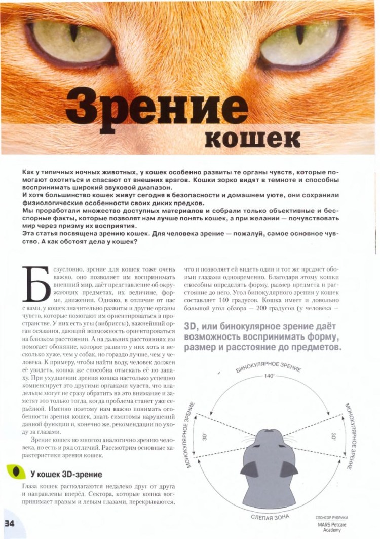 Кот с горящими глазами