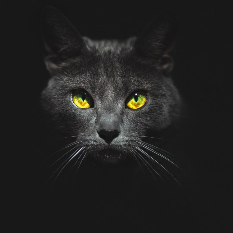 Кошка со светящимися глазами
