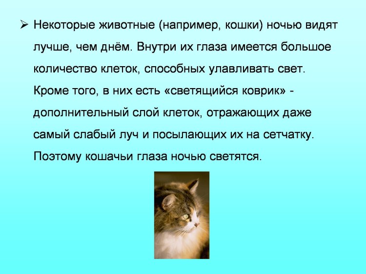 Как видят собаки наш мир