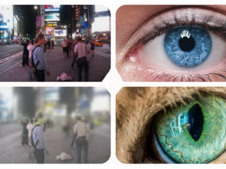 Зрение кошек