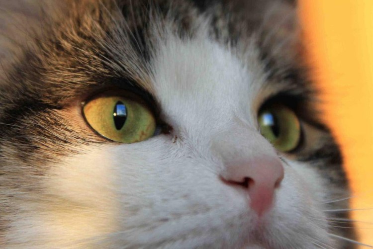 Кошка со светящимися глазами