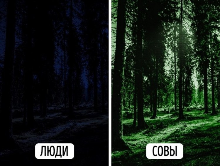 Способность глаз кошки