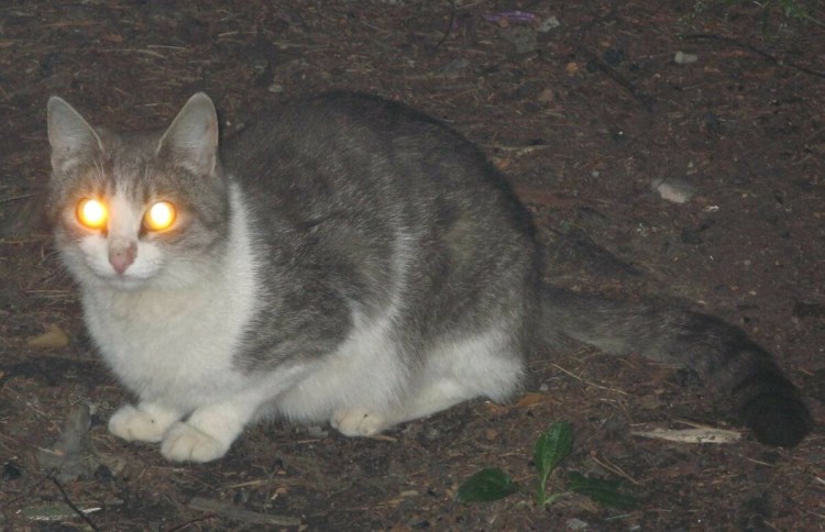 Как видят Слепые кошки