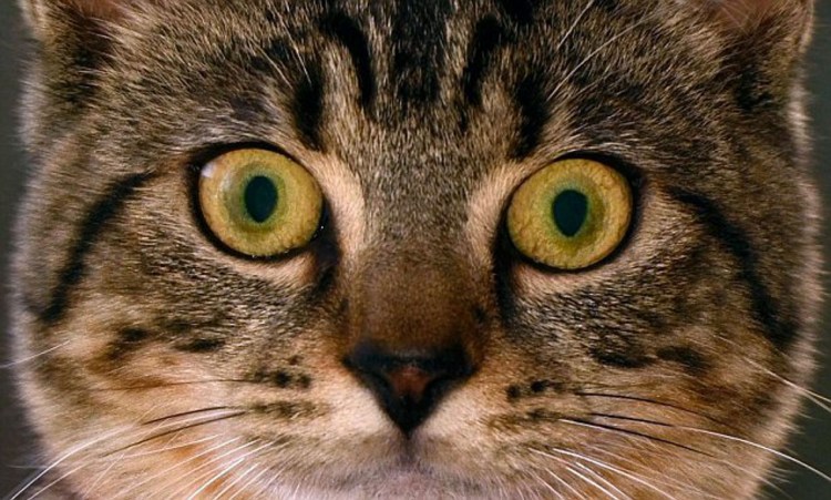 Кошкин глаз