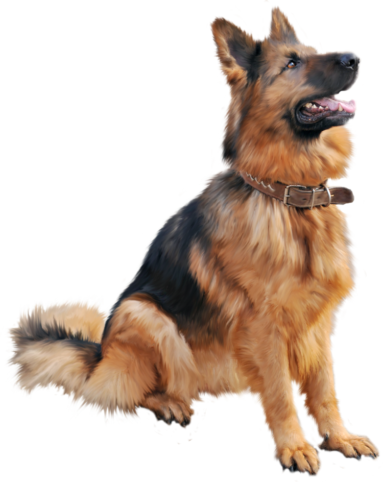 Собака на белом фоне