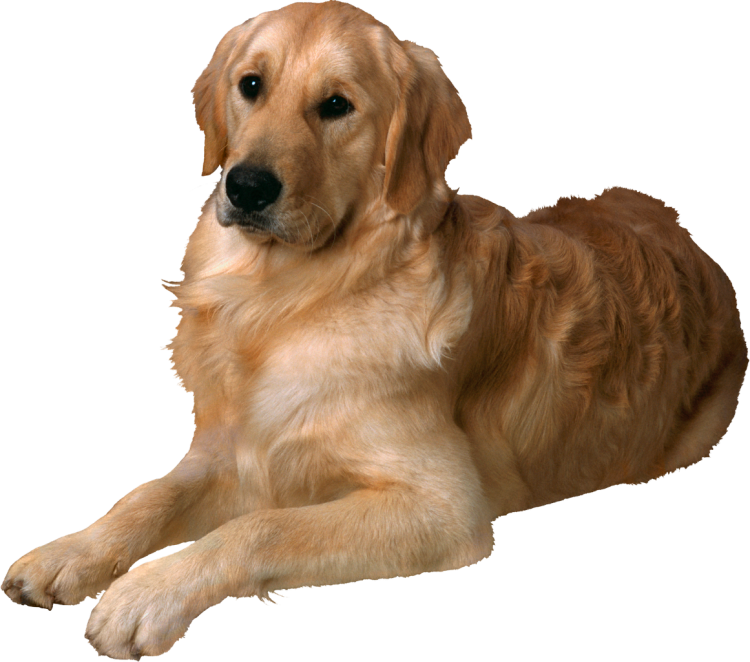 Ретривер на белом фоне